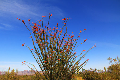 Large Ocotillo cactus with red blooms and blue sky copy space in Organ Pipe Cactus National Monument in Ajo, Arizona, USA which is a short drive west of Tucson.