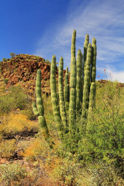 istock Organ Pipe Cactus in Organ Pipe Cactus National Monument 807168822
