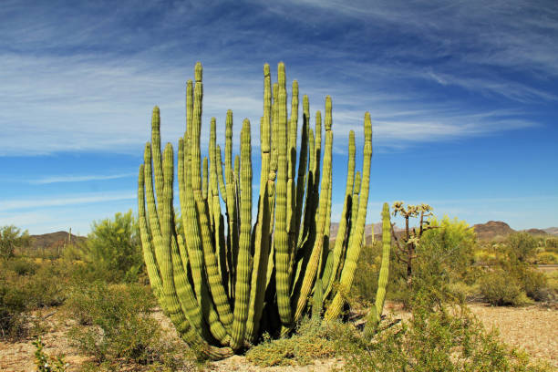 オルガン パイプ サボテン国立記念碑の大オルガン パイプ サボテン - brittlebush ストックフォトと画像