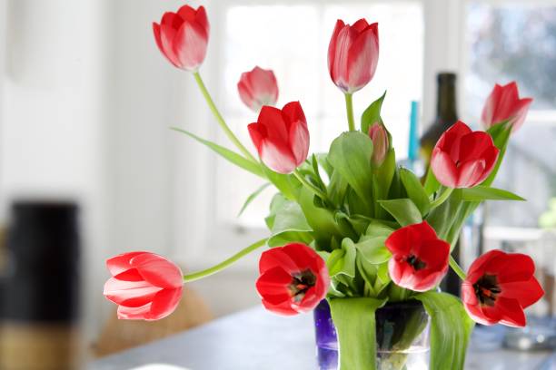 peça central de tulipas vermelhas - tulip red centrepiece decoration - fotografias e filmes do acervo