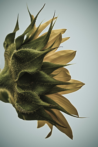 A side view of a newly opened sunflower.