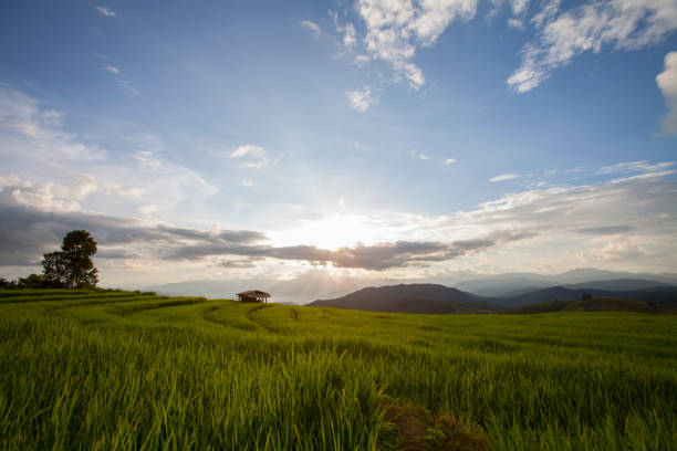 istock Rice terrace in Baan-Pa-Bong-Piang, Chiangmai,Thailand 807173788