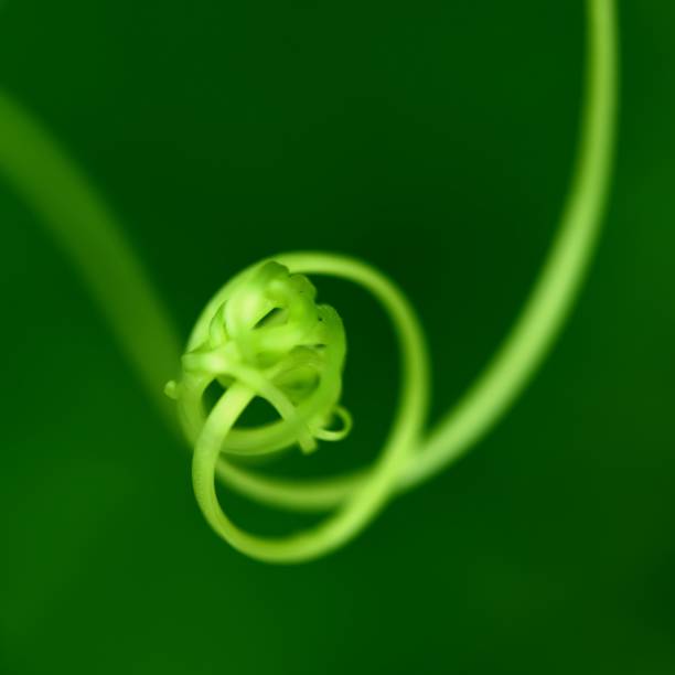 istock The rhythm of white gourd cane 807175004