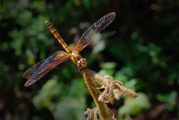 Photo of Dragonfly Red-veined darter or Sympetrum fonscolombii