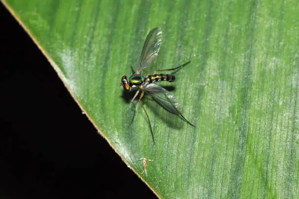 Photo of Long-legged Fly (Dolichopodidae, Diptera)