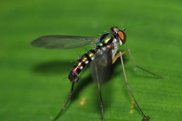 Photo of Long-legged Fly (Dolichopodidae, Diptera)