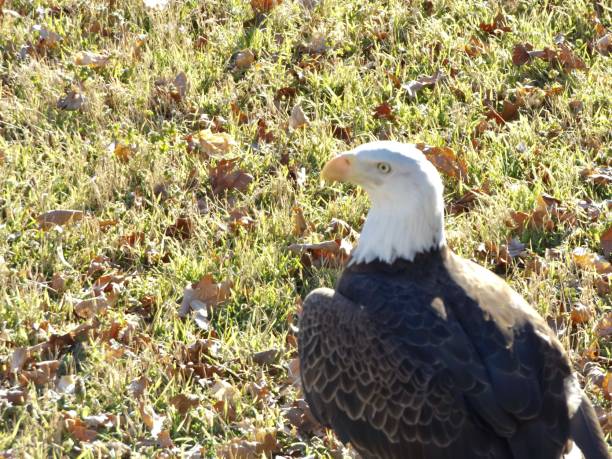 weißkopfseeadler eagle - white headed eagle stock-fotos und bilder