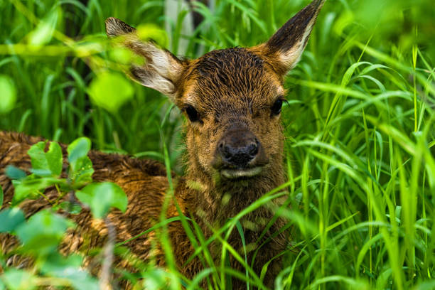 The red deer  is one of the largest deer species. The red deer inhabits most of Europe, the Caucasus Mountains region, Asia Minor, Iran, parts of western Asia, and central Asia.
