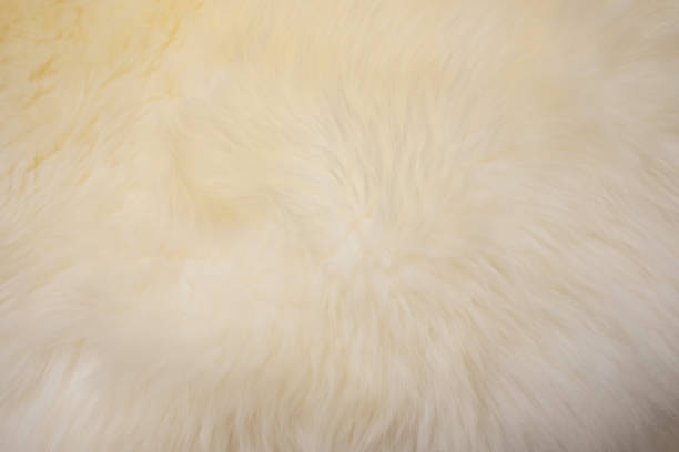 istock Close up of white fur texture. White wool carpet. 807195778