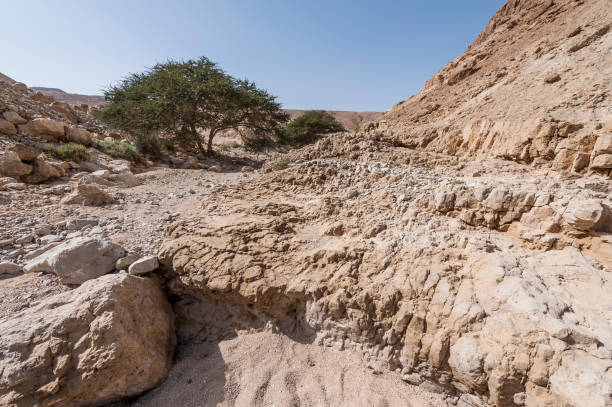 istock Stone desert in Israel 807196244