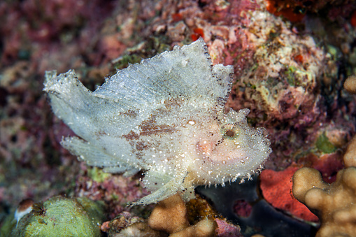 Face of The leaf scorpionfish or paperfish,(Taenianotus triacanthus) is white color in rock background,Layang layang , Malaysia