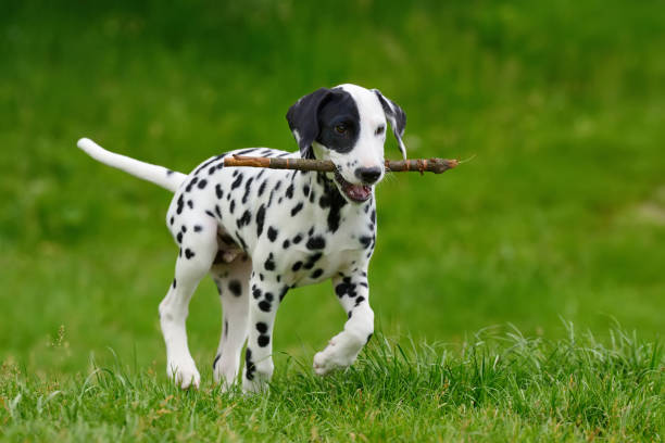 istock Dalmatian dog outdoors in summer 807198658