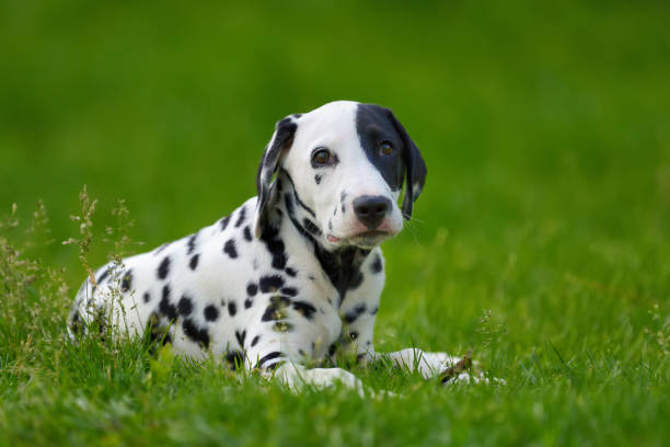 istock Dalmatian dog outdoors in summer 807198684