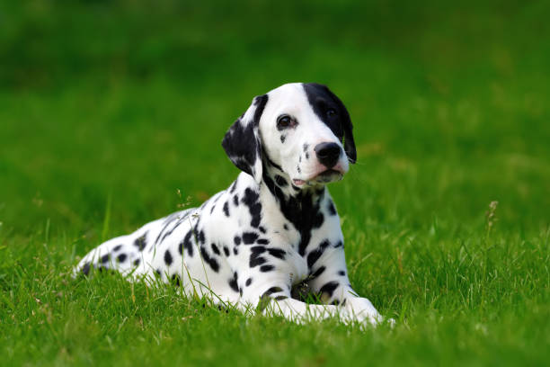 istock Dalmatian dog outdoors in summer 807198690