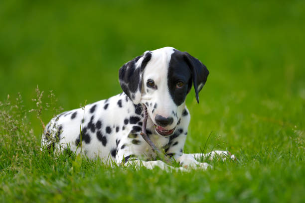 istock Dalmatian dog outdoors in summer 807198730