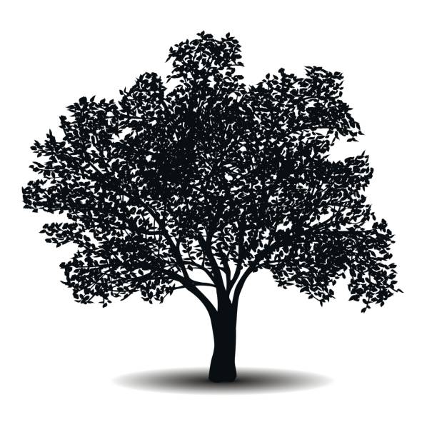 illustrations, cliparts, dessins animés et icônes de arbre de silhouette détachée avec feuilles - poplar tree illustrations