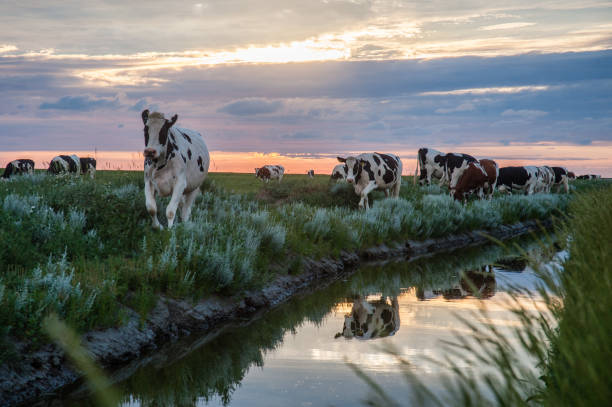istock Grazing Cows on the Frysian Mud Flats 807207722