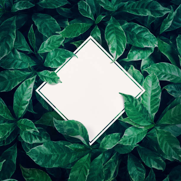 istock Green leaves background design with white paper.Flat lay. 807208038