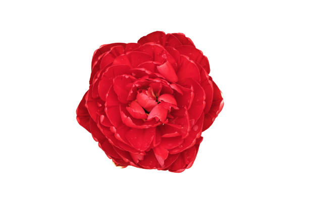 istock Red color double Dutch early tulip isolated 807208186