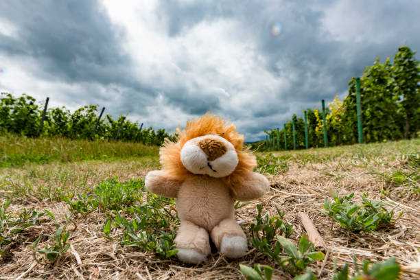 spielzeug liegt auf der straße - child physical injury teddy bear wound fotografías e imágenes de stock