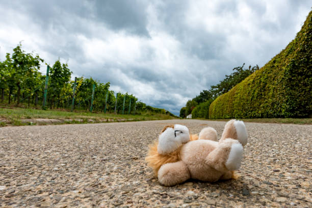 spielzeug liegt auf der straße - child physical injury teddy bear wound fotografías e imágenes de stock