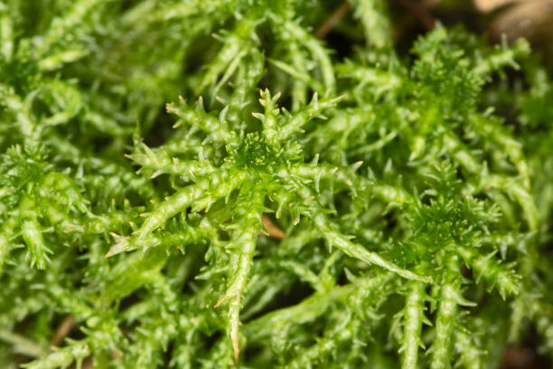 istock Peat moss gametophytes on moist soil at Belding Preserve, Connecticut. 807218032