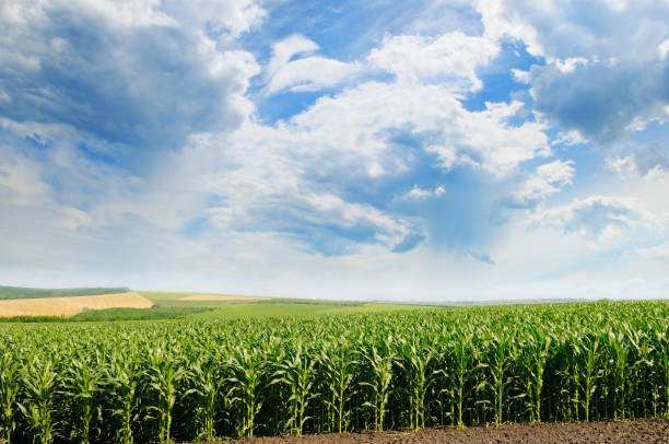 istock Green field with corn and blue cloudy sky. 807223838