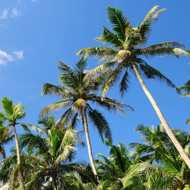 istock tropical palm trees against the blue sky 807223852