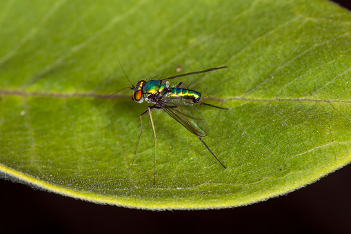 Long legged fly, Condylostylus sipho, on a milkweed leaf at the Belding Wildlife Management Area in Vernon, Connecticut.
