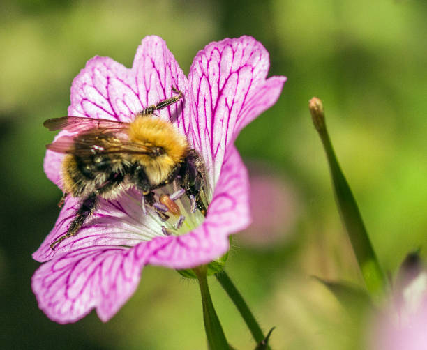 istock Bumblebee on a Lupin flower head. 807230630