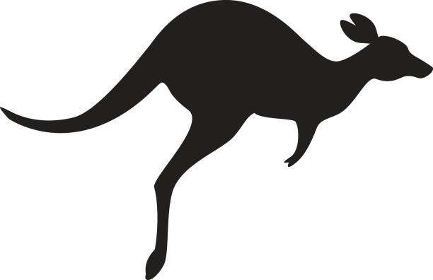 ilustrações de stock, clip art, desenhos animados e ícones de kangaroo icon vector - flightless