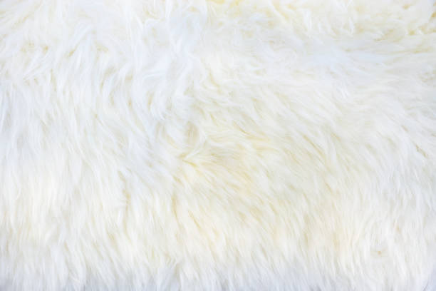 istock close up of White fluffy fur background 807232750