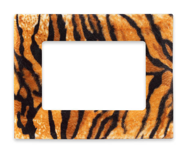 istock Wildlife fur tiger photo frame isolated on white background 807232874
