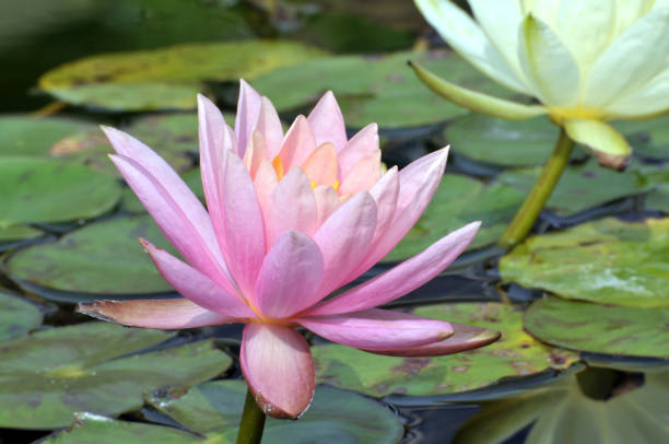 istock Blossom waterlily flowers 807239060