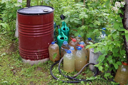 Barrels, canisters and watering cans with water are found in blackberry thickets. Water is prepared  for watering plants in a vegetable garden