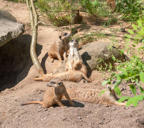 istock Meerkats in sunny ambiance 807242692