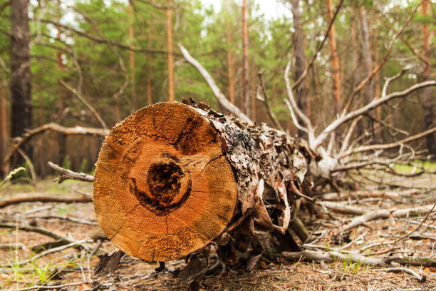 istock The log from the sawn wood in the forest. 807242796