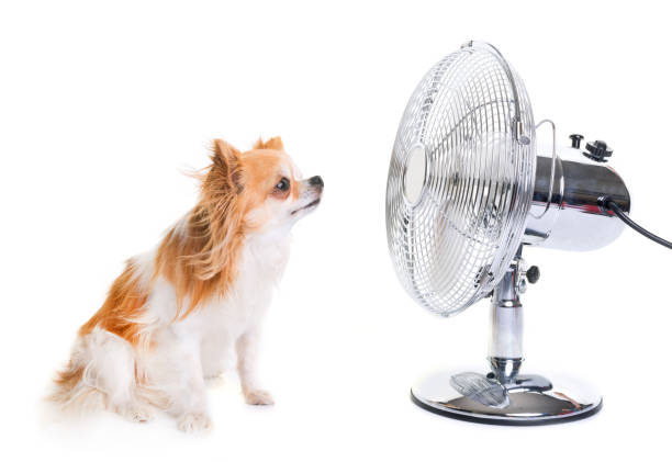 純血種のチワワとファン - summer cool electric fan heat ストックフォトと画像