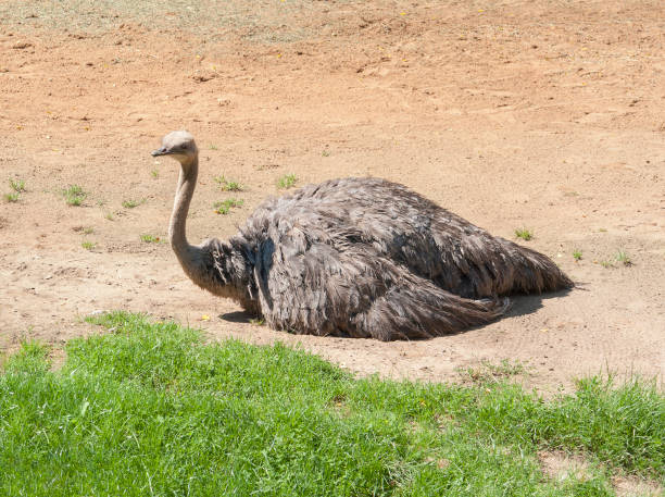 ostrich in sunny ambiance ostrich resting on the ground in sunny ambiance somali ostrich stock pictures, royalty-free photos & images