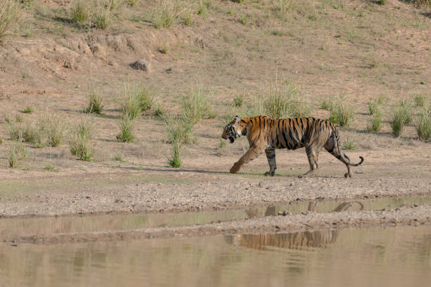 istock Tiger near Water hole 807247314