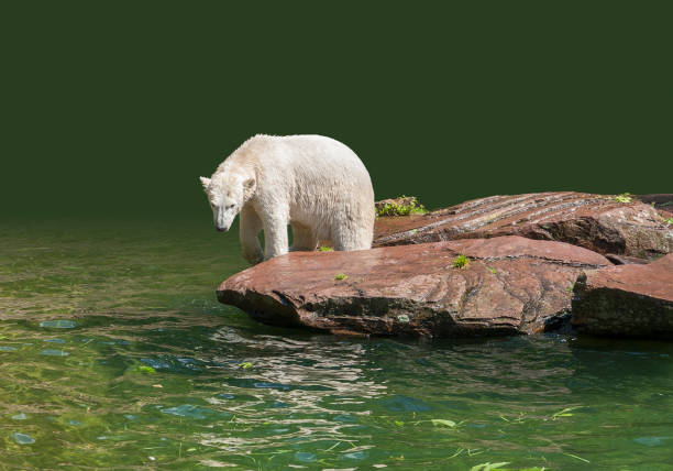 istock Polar bear in wet ambiance 807247366
