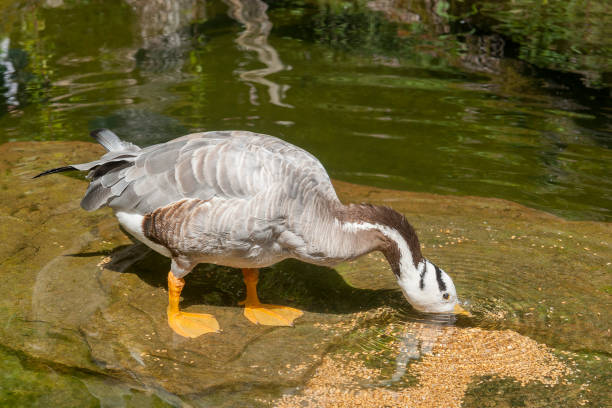 istock bar-headed goose in wet ambiance 807253192