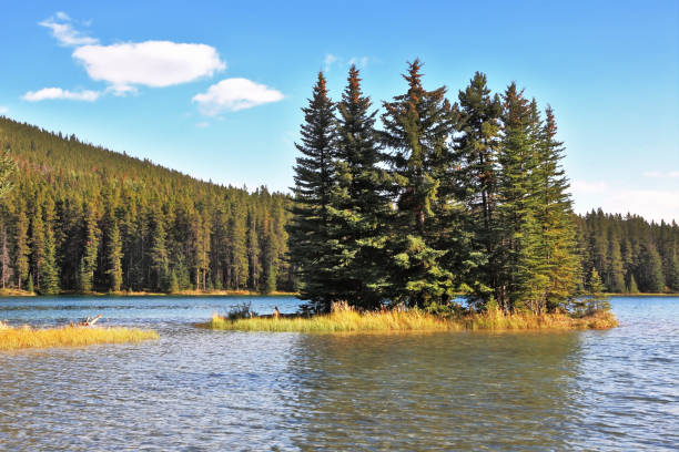 istock A tiny island in a shallow lake overgrown with pine trees 807255950