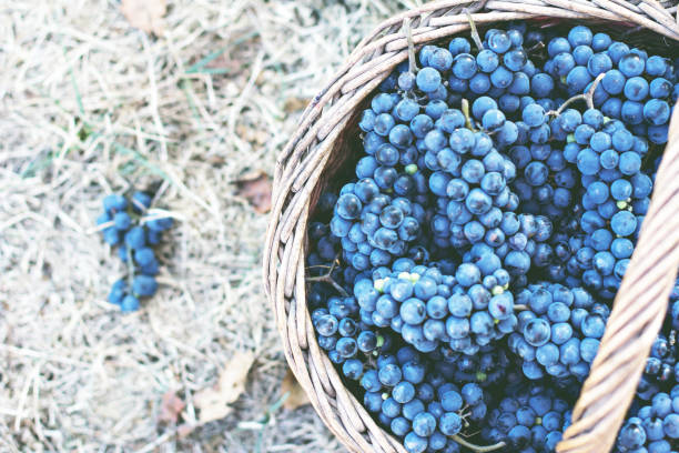 Hands holding a cluster of grapes