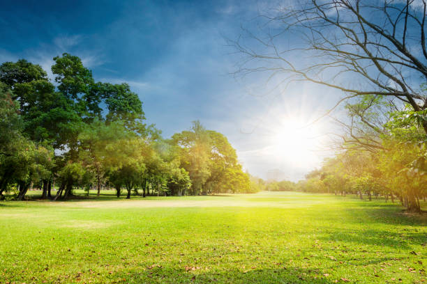 istock Beautiful park in the morning 807258956