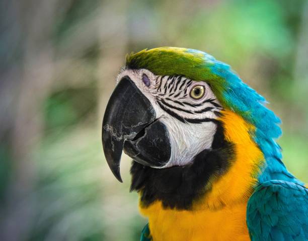 istock Close-Up : Profile Of Cute Blue And Gold Marcaw 807259014