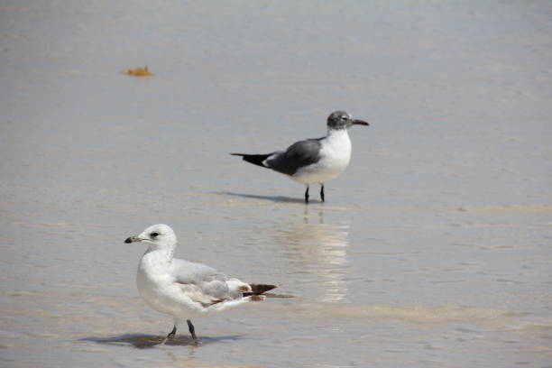 istock Laughing Gull (Leucophaeus atricilla) and Ring-Billed Gull (Larus delawarensis) at South Pointe Beach, South Beach, Miami Beach, Atlantic Ocean, Florida, USA 807266628