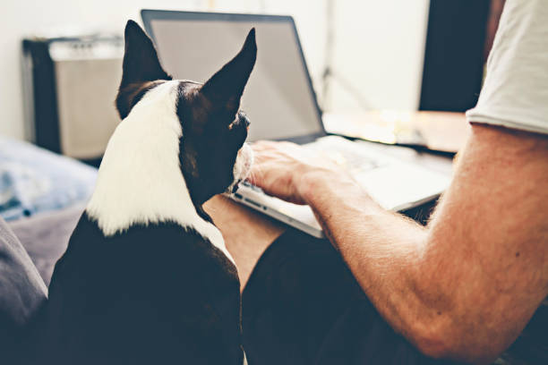 istock Dog looking at his owner working 807266908