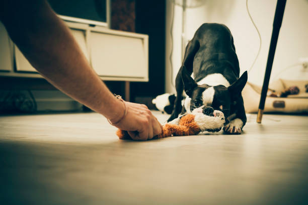 Boston terrier playing stock photo