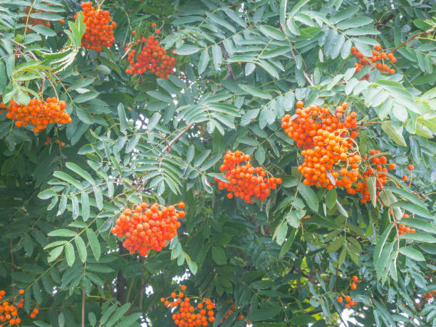 rowan com frutas - pyrinae - fotografias e filmes do acervo